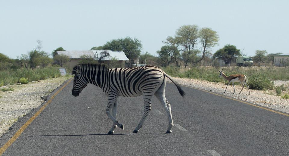 zebra crossings